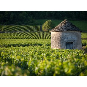 Bourgognesmagning af �rgang 2023 torsdag d. 19. marts kl. 19.00