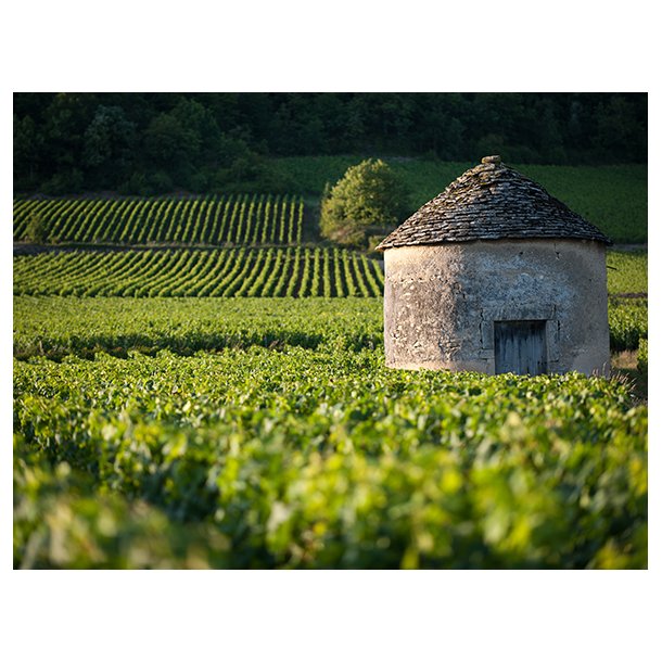 Bourgognesmagning af �rgang 2023 torsdag d. 19. marts kl. 19.00